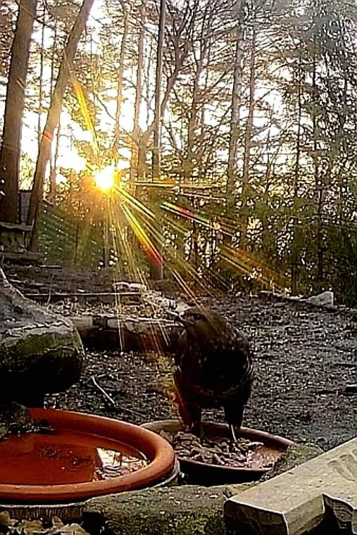 livebirdspoland_e858ee27c8dd467a870da712a0257bb8.jpg