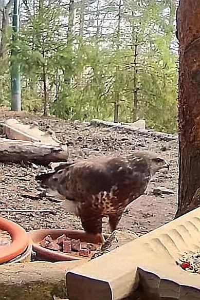 livebirdspoland_5631610673c57a47e997672ede6b4080.jpg