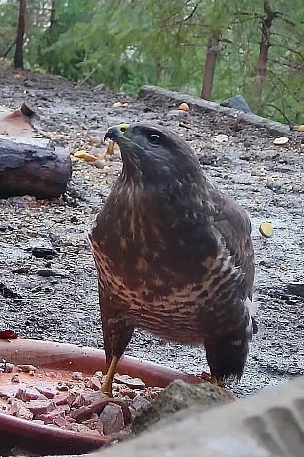 livebirdspoland_2fa44464688851e6eaf503fa4cb0a0ea.jpg