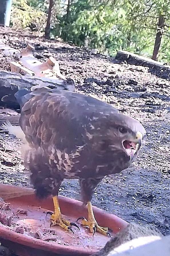 livebirdspoland_b4584f2558f1e26fb84c205ceb206e5f.jpg
