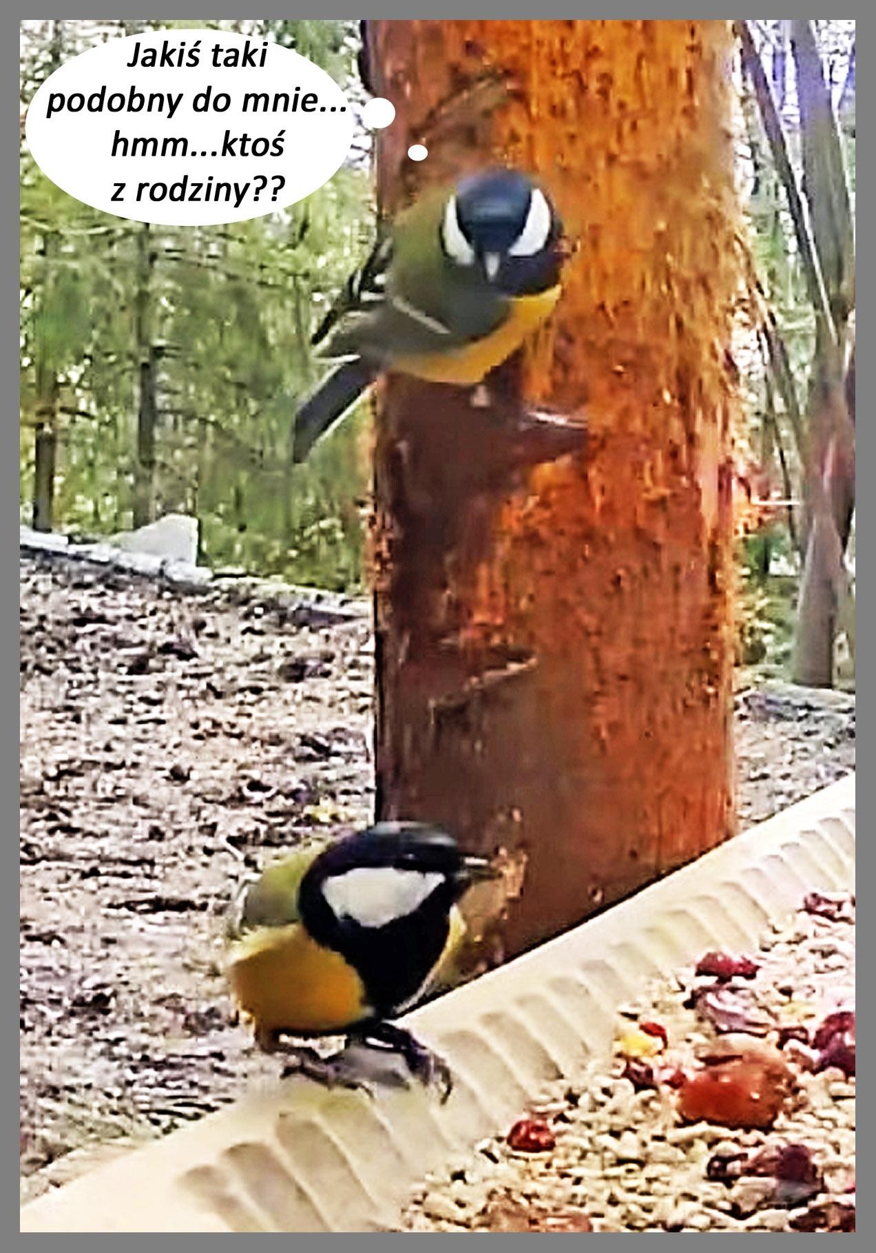 livebirdspoland_85d475f45d43bb834554f936b1e949cf.jpg