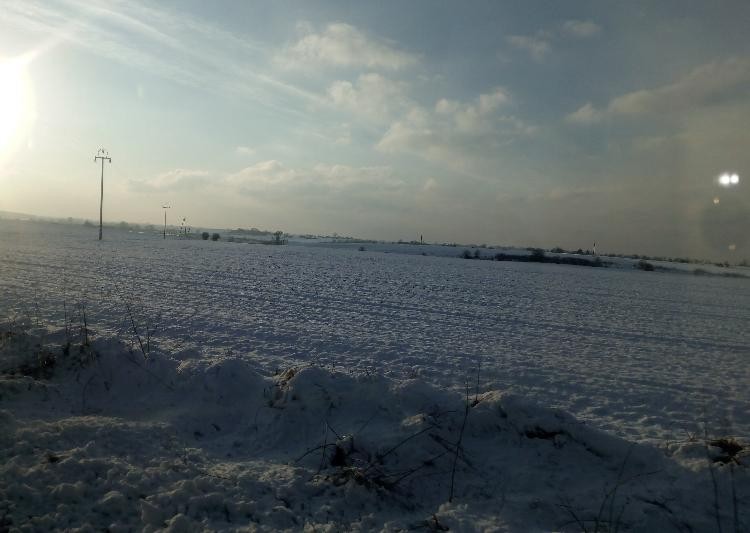 livebirdspoland_0da602e7ab640b2b69eb787e8252aa4f.jpg