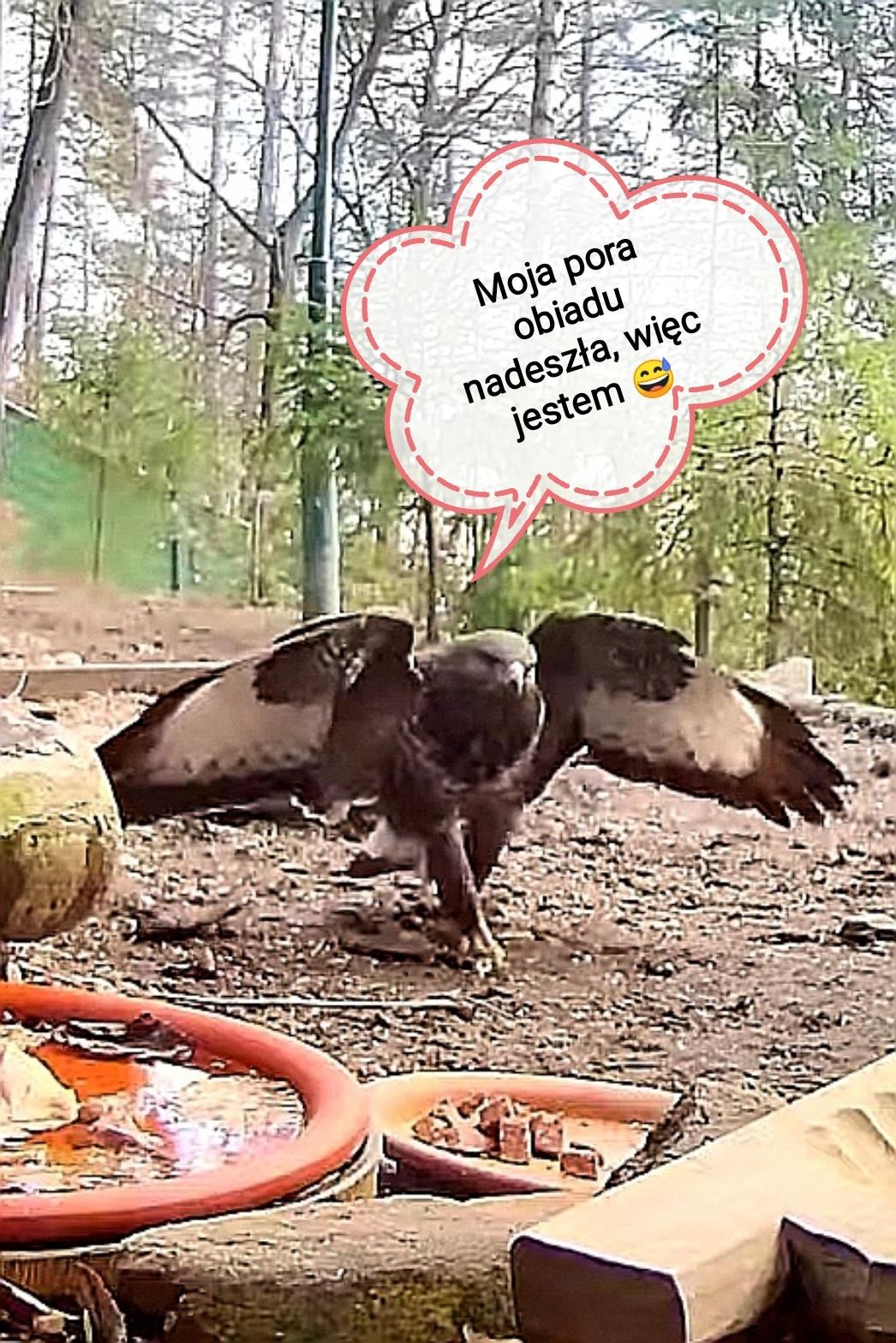 livebirdspoland_8f31d200a60cc6ea483d591298f02225.jpg