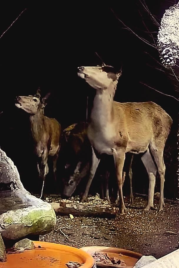 livebirdspoland_bed77e92b4b1c15546374e4edbef76eb.jpg