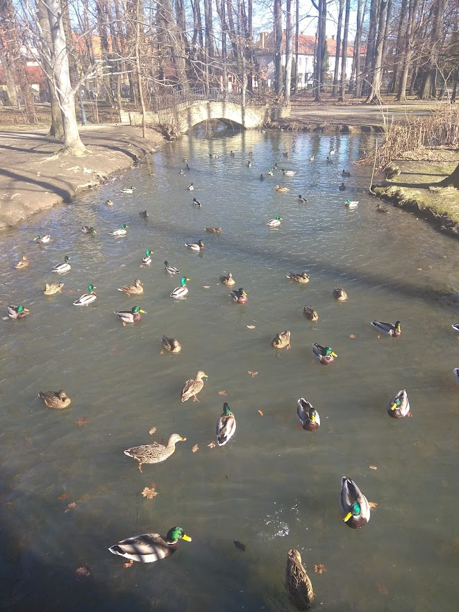 livebirdspoland_09574412d328f47d85772a3931ac85aa.png