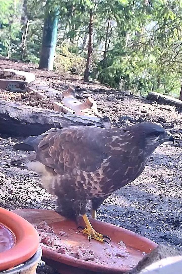 livebirdspoland_6160a9a535cf01910597bc6df39426b8.jpg