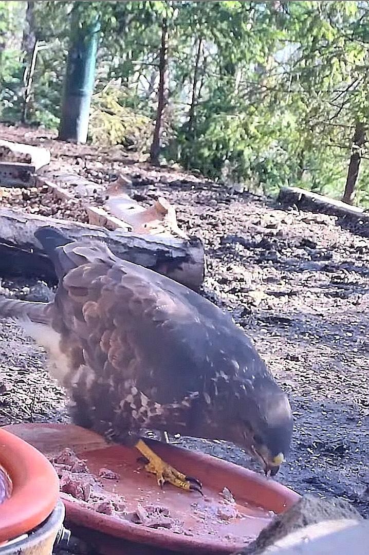 livebirdspoland_40bfdff38b4f83e79938962ca5f65c0e.jpg