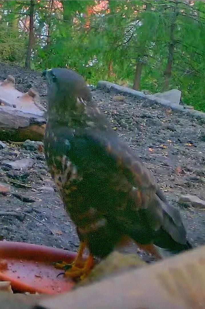 livebirdspoland_cb36dea5cf0c48ff6a7361cb49d5d7a1.jpg