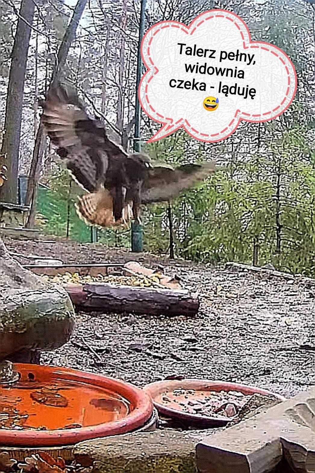 livebirdspoland_96f081cca16610731704f6d3cc0aa006.jpg