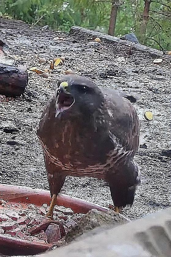 livebirdspoland_853750e63020668c02ff6ec6fb2da54d.jpg