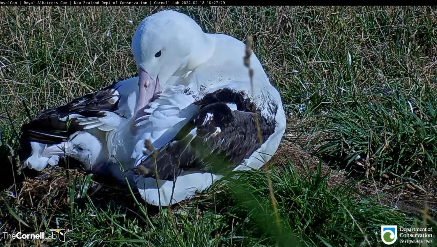 livebirdspoland_50001aa857da1e694aeb33759ba0c369.jpg