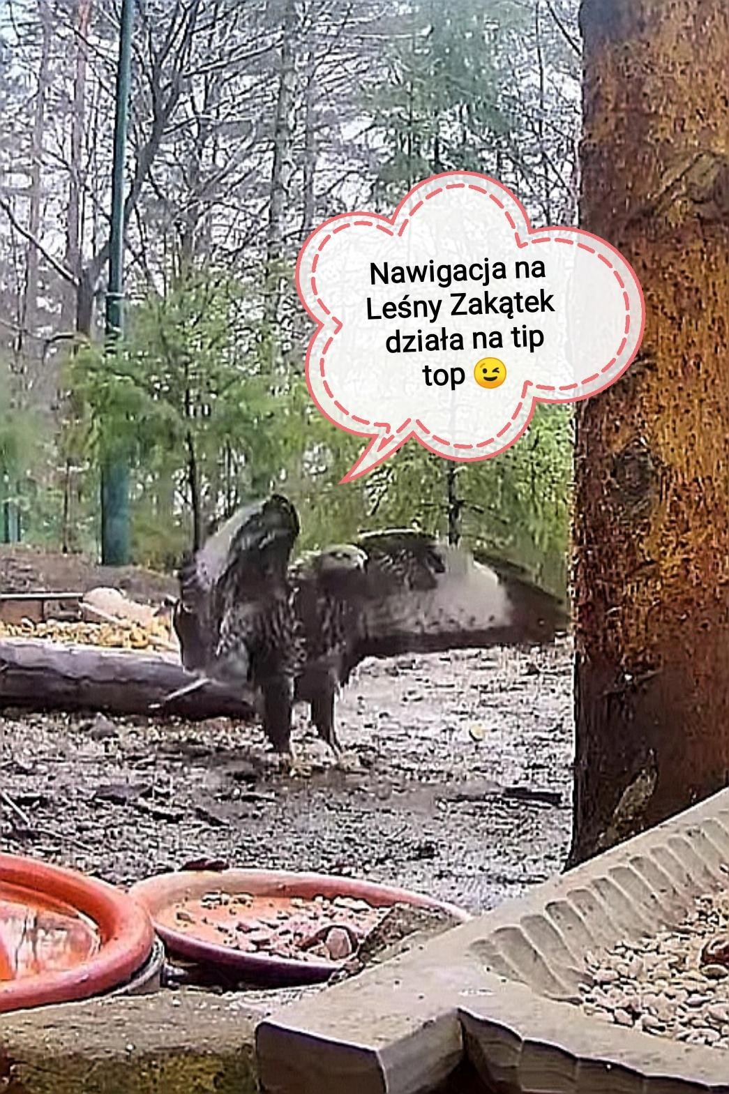 livebirdspoland_de32ebbe5f85d411b4282ba6c2a83d80.jpg