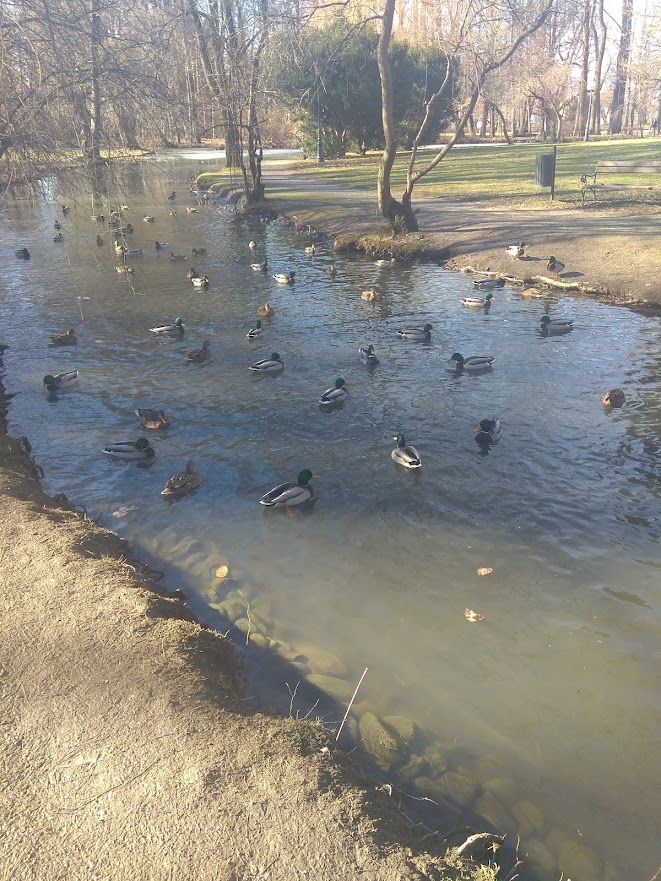 livebirdspoland_11df03adf185e39bb81f17bf035c464c.png