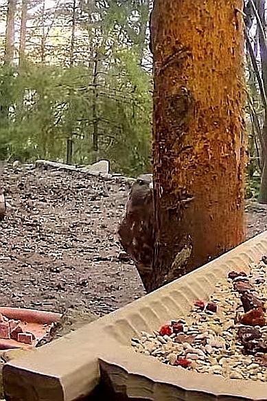livebirdspoland_4a1ceb43cd6a9125a3350b13efd8ca5a.jpg