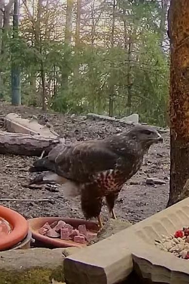 livebirdspoland_b2543fd43096eef32b1e36b55ba83f49.jpg