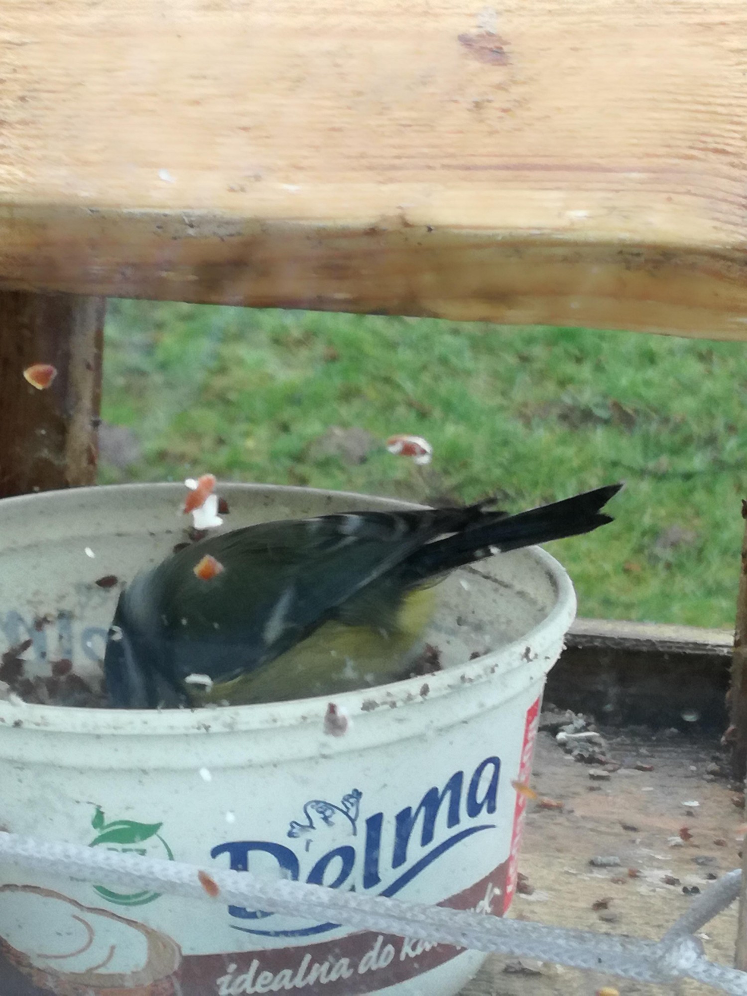 livebirdspoland_6caeac21aa5c8ddf88586232c2e32715.jpg