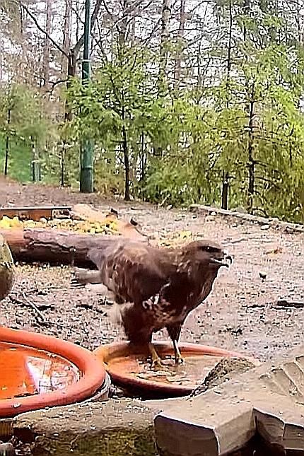 livebirdspoland_cc3f2265cbea1cfd5cc70e02ce49664e.jpg