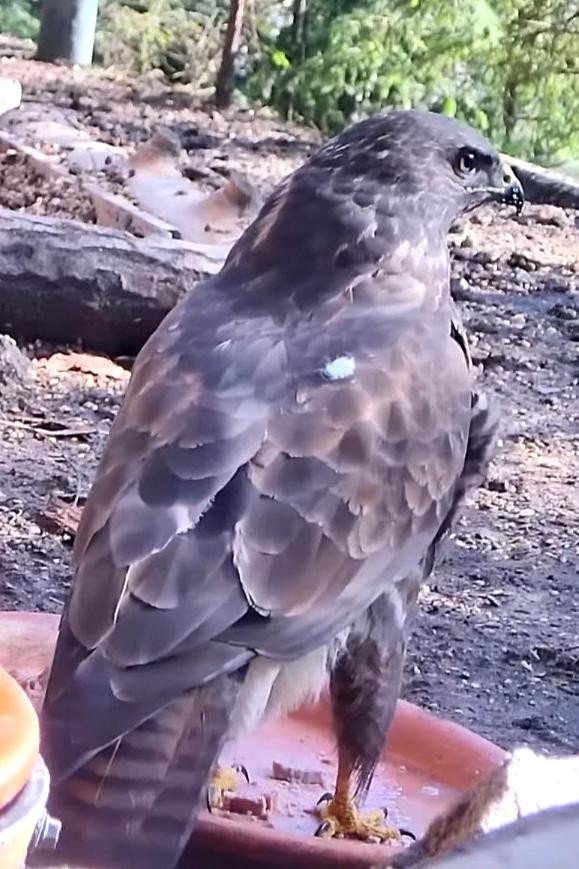 livebirdspoland_3a568b06f4d14dcb7dd9100232f02627.jpg