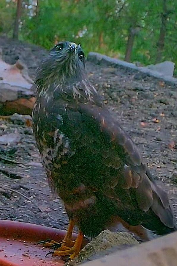 livebirdspoland_a57f86203392e405b178f8406f8fa0c8.jpg