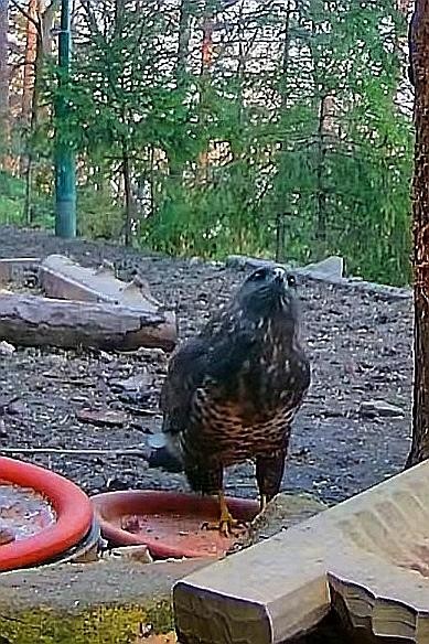 livebirdspoland_5d56f723909cd0c0b054ed7e94d4cdd2.jpg