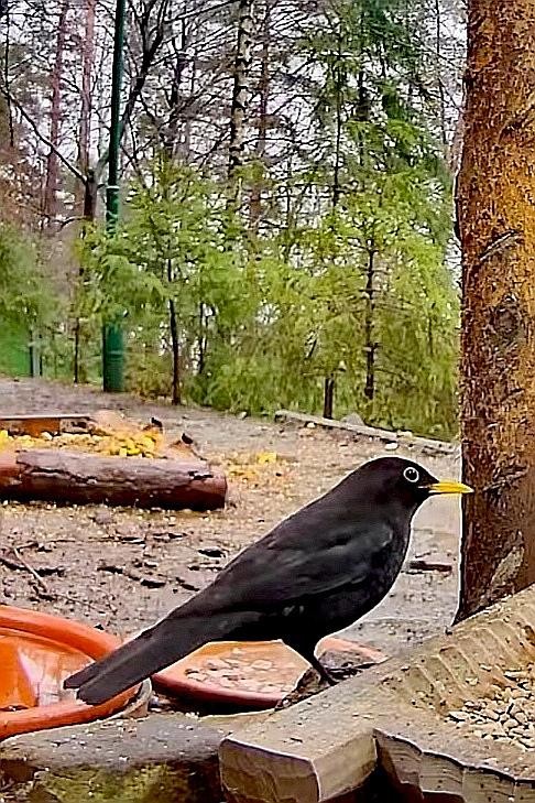 livebirdspoland_d34218198c31ebfddc126d40ada2bacd.jpg
