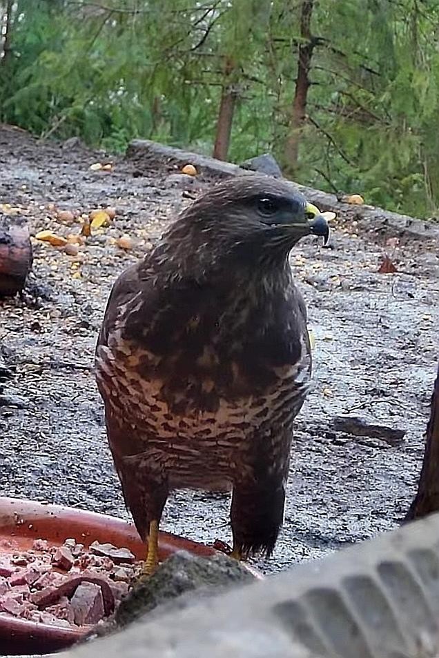 livebirdspoland_1aa648f649e0f19a7471c09a43a11a11.jpg
