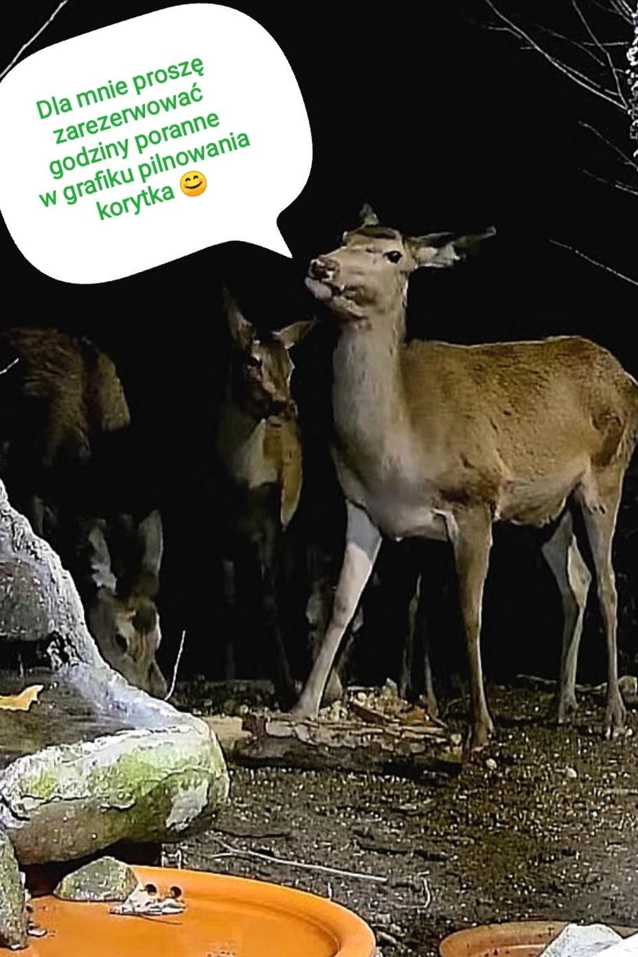 livebirdspoland_b3e669a0ffd9d54c05d17230897aab31.jpg