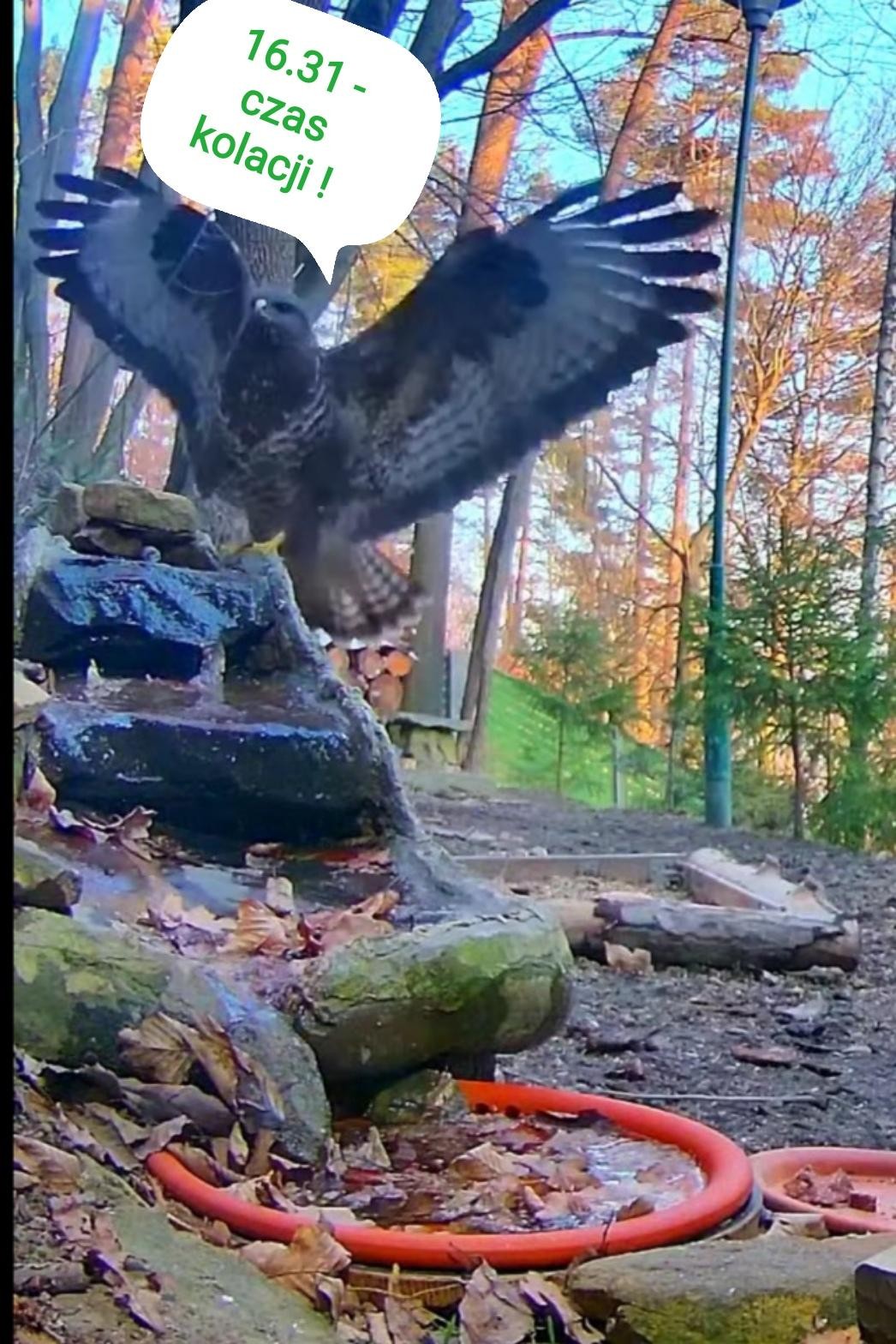 livebirdspoland_ac6c0d3ccb3fb1145d3ea4e3965b3ed3.jpg