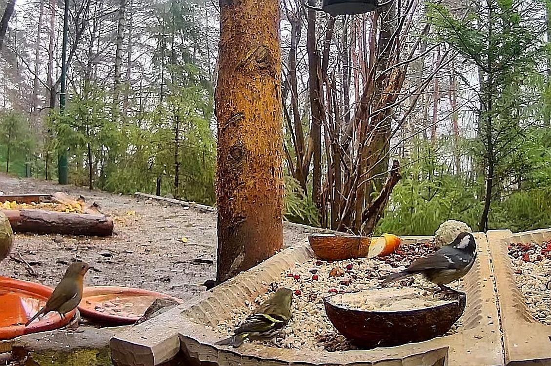 livebirdspoland_2bb6c07f20dbf9277041fd773f5d0c81.jpg