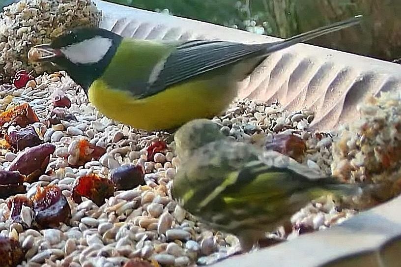 livebirdspoland_9296ffd84c14eb5e555e2d22ff7fc50e.jpg