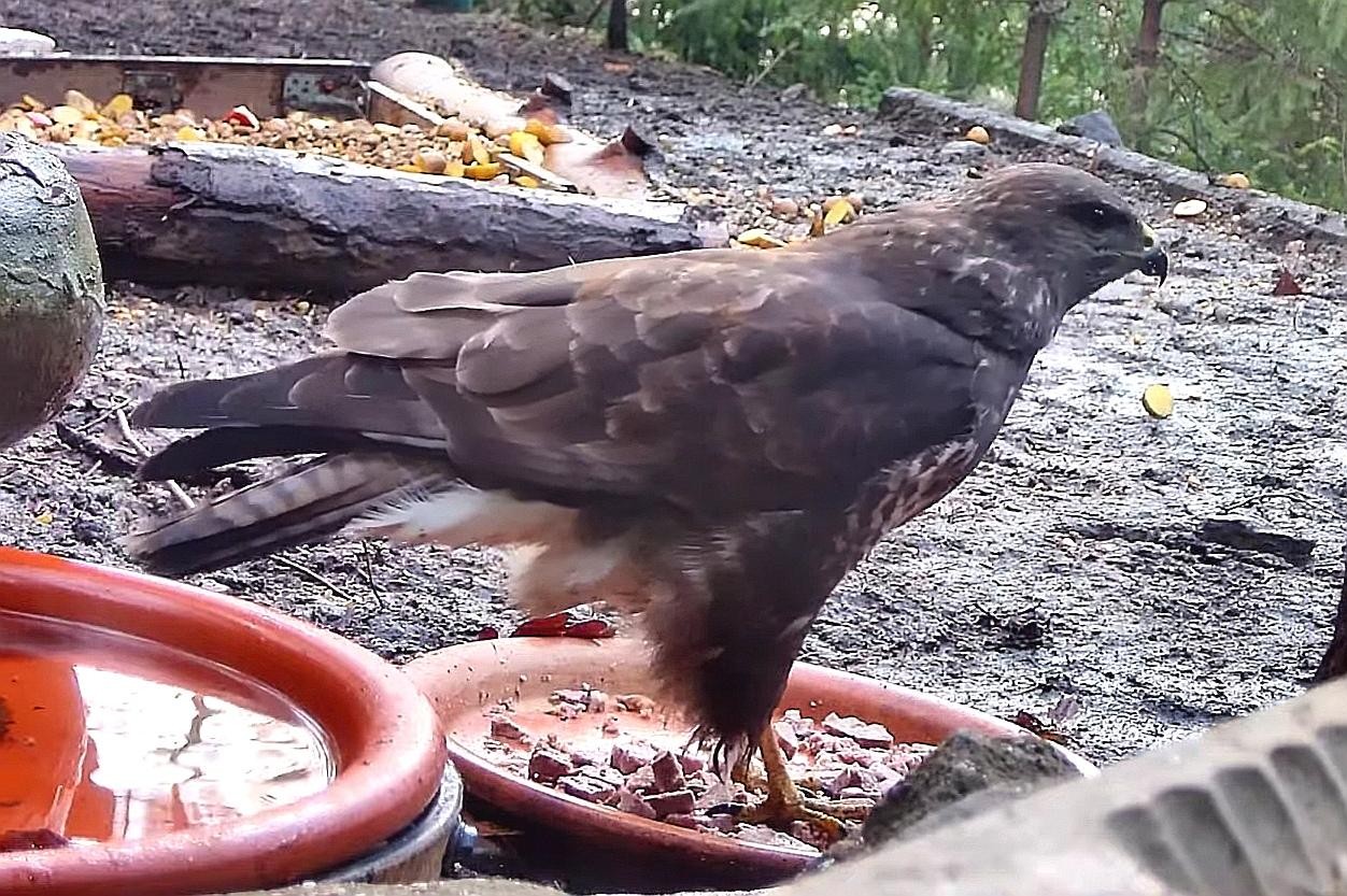 livebirdspoland_8bfe5e59fcecf2b3fba96471105fac78.jpg