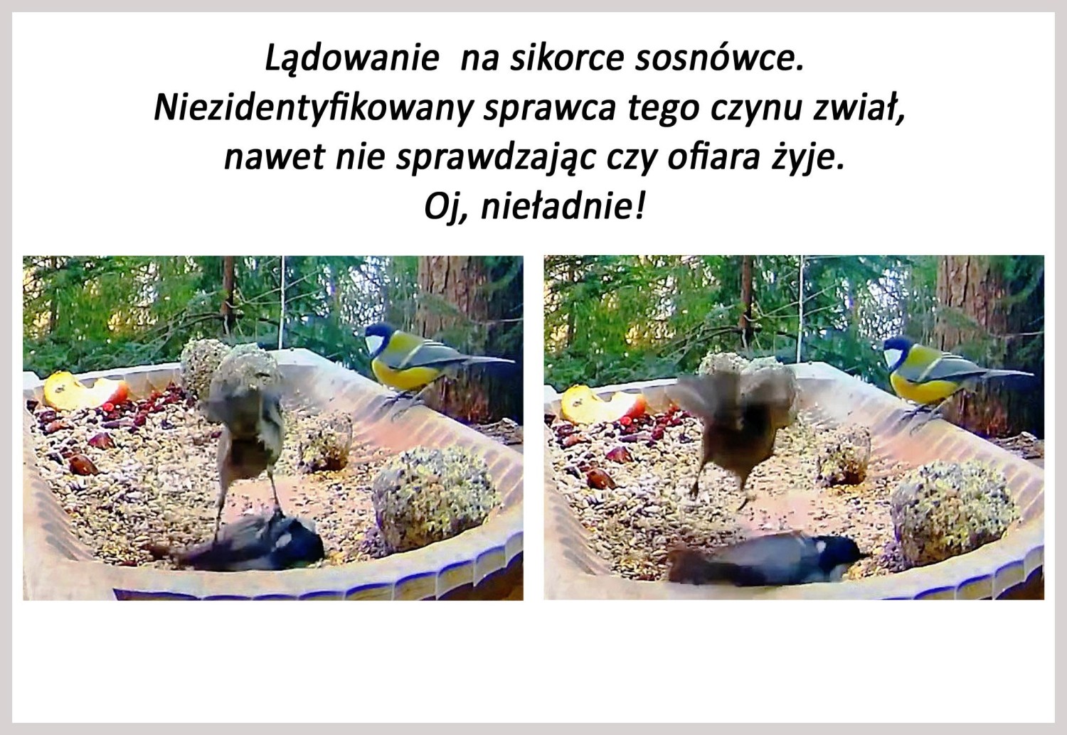 livebirdspoland_2234343c1b39923d16c5d66d190ae5b2.jpg