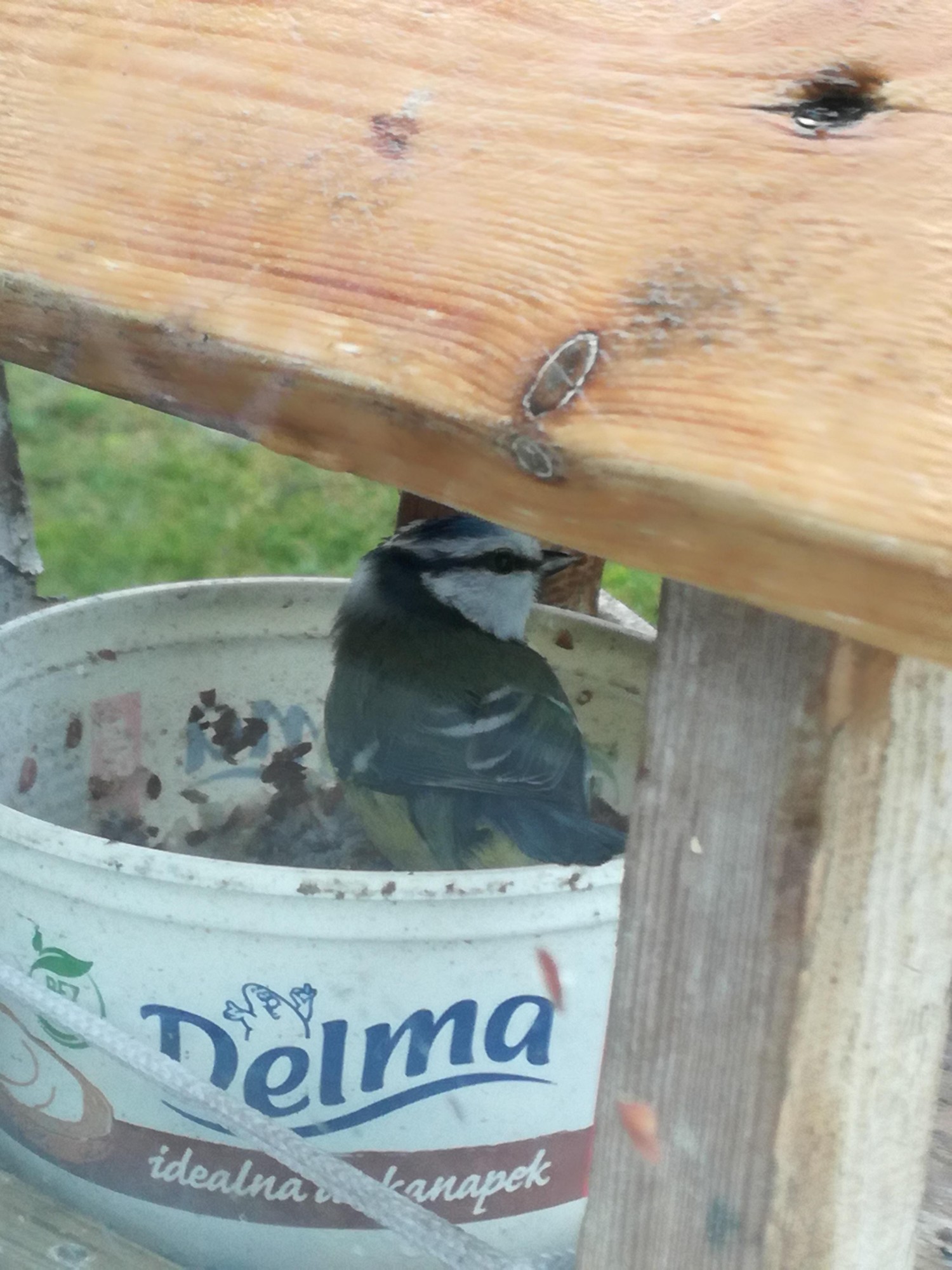 livebirdspoland_260f91f60875d060277ed1fb308d726f.jpg