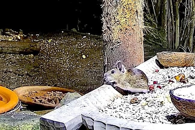livebirdspoland_adce45d3e50e35a391a5603aeb177ef3.jpg