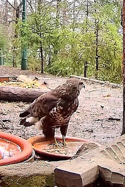 livebirdspoland_9725549f04ea2176d0c19a2850d4e2d9.jpg