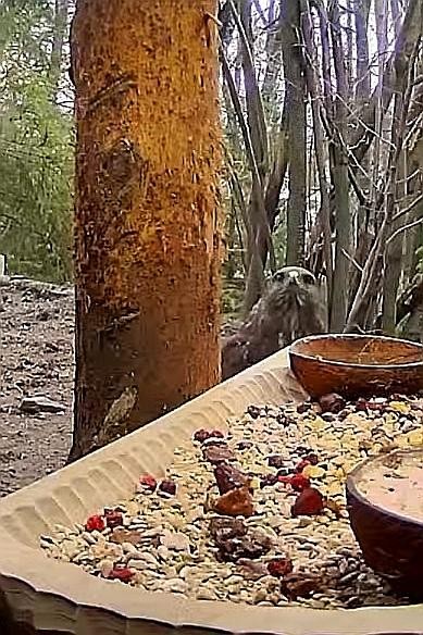 livebirdspoland_4f7b42c01f7fde9a4a12157059b7e0e2.jpg