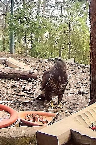 livebirdspoland_1eca8352efa420a6c2172edf8dc83e70.jpg