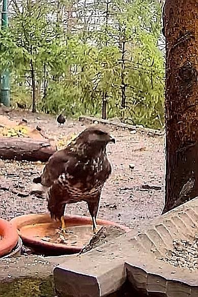 livebirdspoland_dda3366cf1bf5f564216ec7b23dde709.jpg