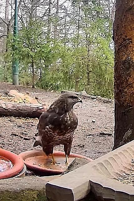 livebirdspoland_aca87988aafaa294621f7503428ada27.jpg