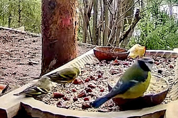 livebirdspoland_39206757b70136e83b9581af5e99540e.jpg