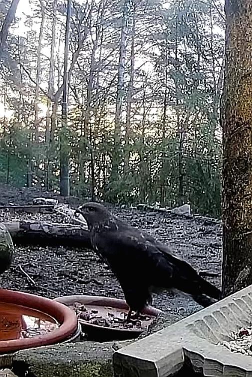 livebirdspoland_bcb34d8938d0f7eeca1522ee6c9bf64e.jpg