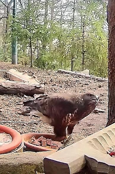 livebirdspoland_20b73fa9a1936dc07db316c9ff20e1d6.jpg