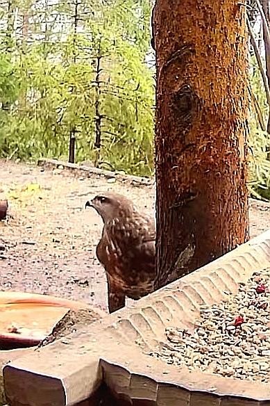 livebirdspoland_c43700ddeddb7a38759ea068ecdc5061.jpg