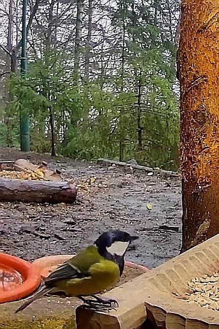 livebirdspoland_c0be42bba7b8c5af21f3bc0d8c49c2e1.jpg