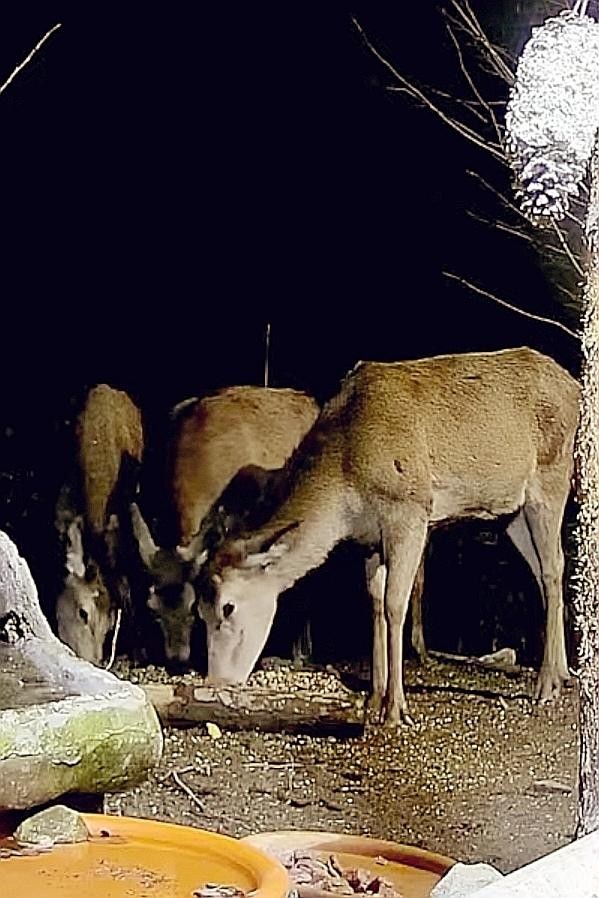 livebirdspoland_2777127bd879cad91eba5dc36d3a834c.jpg