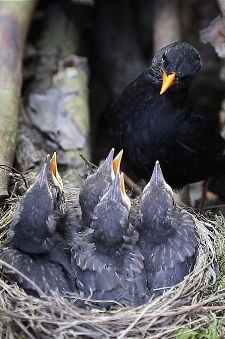 livebirdspoland_b12e77365a569b7e0f9dcfc020257597.jpg