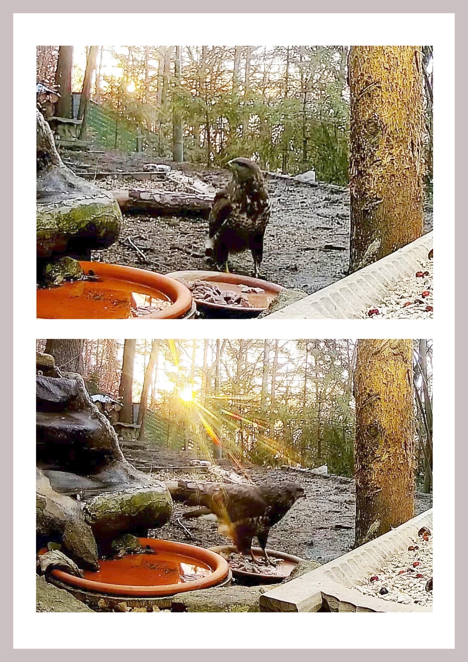 livebirdspoland_05769800a0cea9037b1f9948585b0ee9.jpg