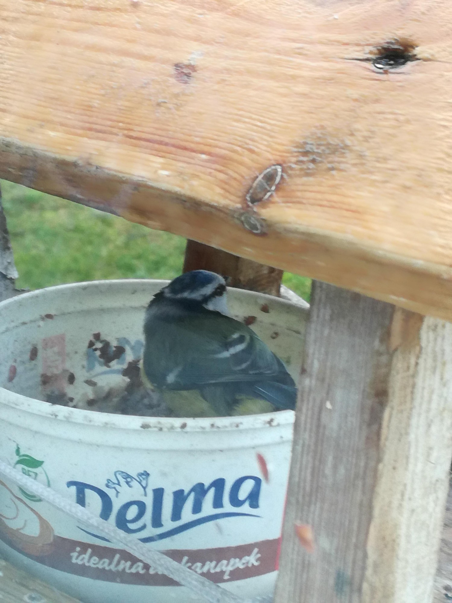 livebirdspoland_5d2f452cfc9f8bbfb27524fda73ac7f9.jpg
