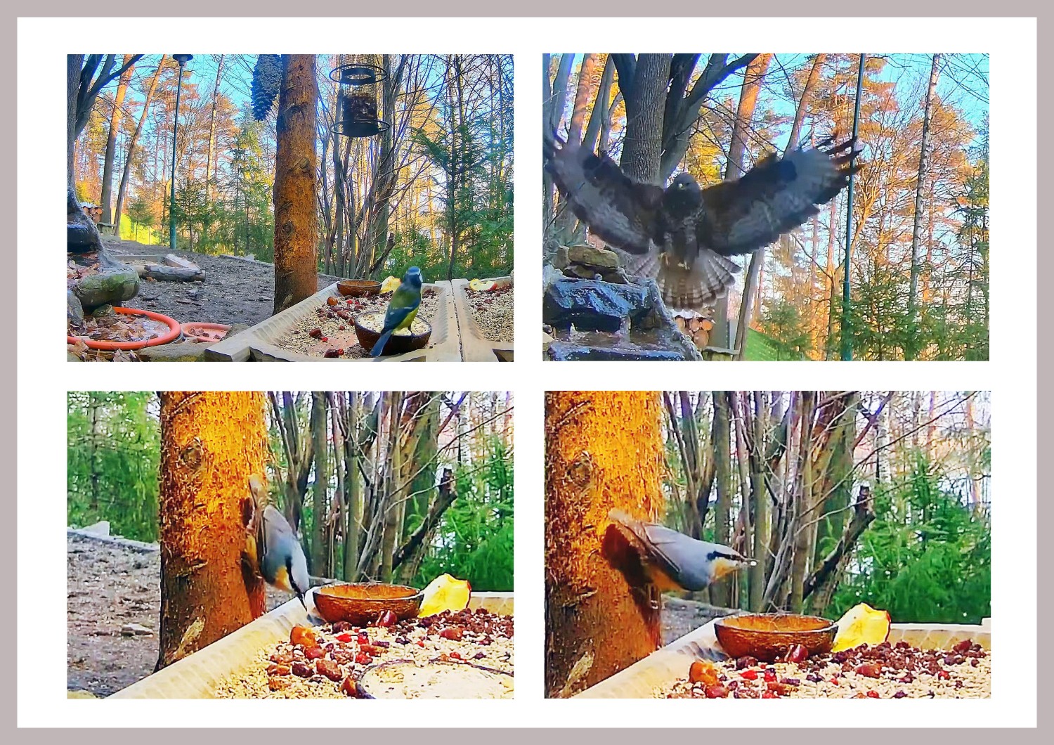 livebirdspoland_9040c8f17794ecb4dcac7a88c137bc39.jpg
