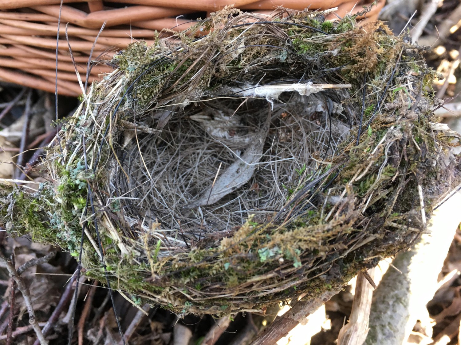 livebirdspoland_8b28c0cb6193d40660a84891d4e3de1b.jpg